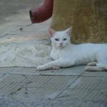 Fotos